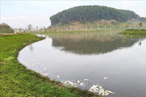 Quảng Ngãi: Khẩn trương xử lý lượng cá chết tại hồ sinh thái Khu dân cư 577
