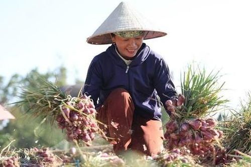 Nông dân Quảng Ngãi thu lãi lớn nhờ hành tím được mùa, được giá