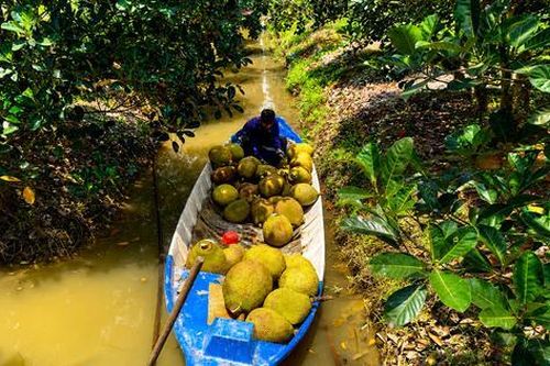 Giá mít lao dốc giữa mùa thu hoạch, nhiều nhà vườn 'đứng ngồi không yên'