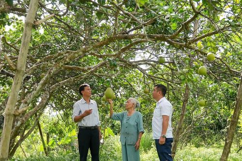 Nông nghiệp Đà Nẵng chuyển mình nhờ liên kết sản xuất