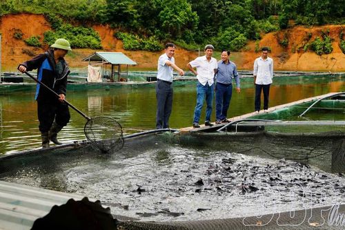 Nuôi cá lòng hồ giữ màu nước xanh