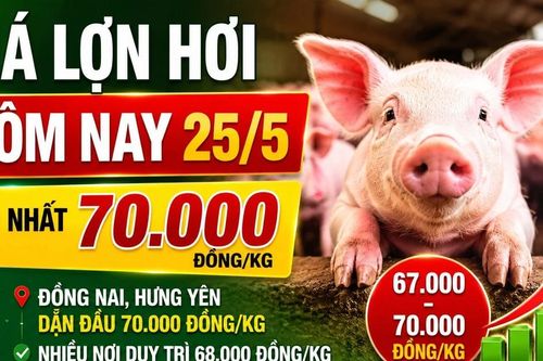 Giá lợn hơi hôm nay 25/5 biến động ra sao tại 3 miền?