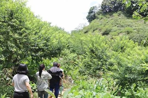 Cần 'đánh thức' mùa mận Pà Cò