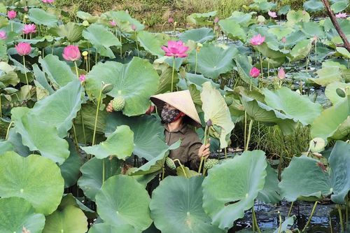 Trồng sen trên vùng đất trũng ở Triệu Cơ