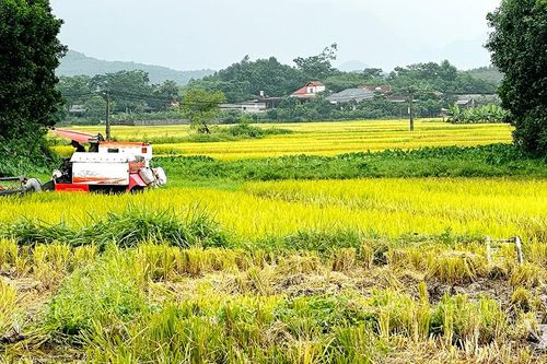Khẩn trương thu hoạch lúa xuân, ứng phó thời tiết bất lợi