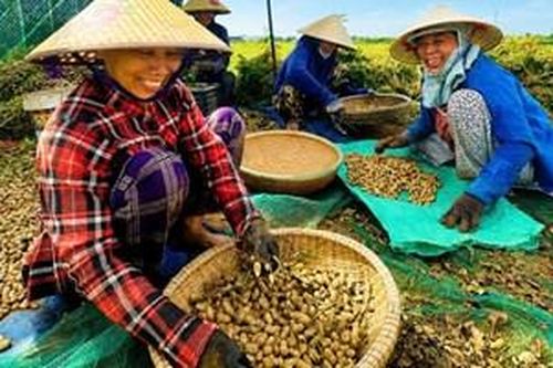 Mùa vàng trên vùng lạc Đan Điền