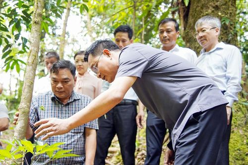 Giữ rừng để làm giàu từ dược liệu