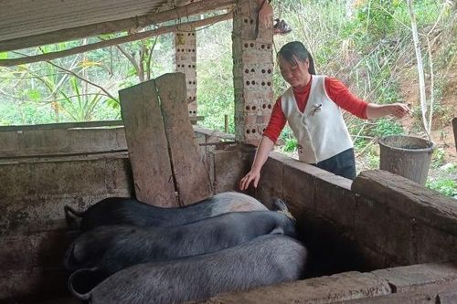 Chi hội trưởng phụ nữ năng động, vượt khó làm giàu ở Kéo Nặm