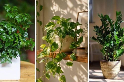 5 loại cây cảnh được ví như 'nam châm hút tài lộc': Nhà nào cũng nên có 1 cây trong phòng khách