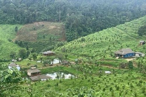 Tăng cường tuần tra, truy quét các đối tượng phá rừng, khai thác và vận chuyển lâm sản trái phép