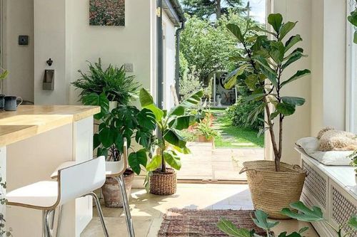 Sở hữu ngay 5 lợi ích 'vàng' từ việc trồng cây xanh trong nhà