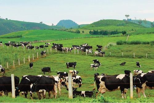 Cổ phiếu MCM được KBSV khuyến nghị mua