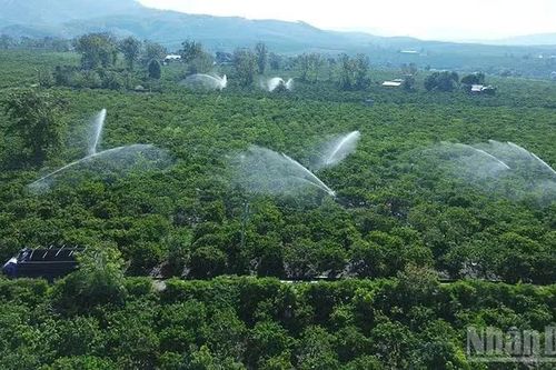 Khu vực miền trung và Tây Nguyên: Chủ động chống hạn cho cây trồng
