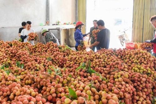 Nông dân thủ phủ vải sớm Phúc Hòa (Bắc Ninh) 'chạy đua' với nắng nóng đỉnh điểm thu hoạch vải