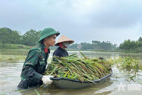Giúp dân cứu lúa trên cánh đồng ngập lụt