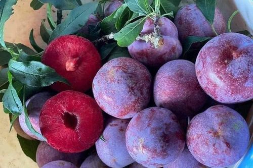 Loại mận được ví như 'cherry Việt Nam' có giá cao gấp 10 lần mận thường