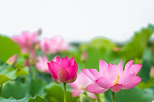 Café ngày mới: Bùn và sen