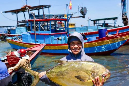 Ngư dân trúng đậm luồng cá vàng dâng 'hiếm khi xuất hiện'