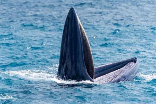 Cá voi tái xuất hiện trên Vịnh Nha Trang