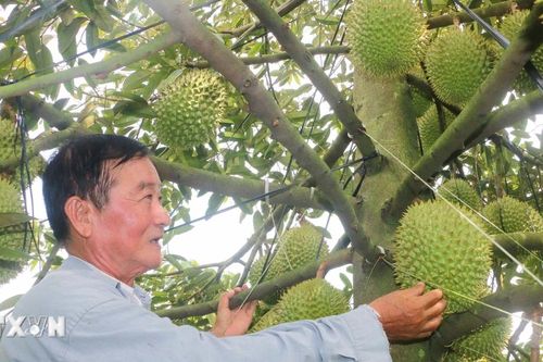 Bộ Nông nghiệp và Môi trường thí điểm truy xuất nguồn gốc sầu riêng tại Đắk Lắk