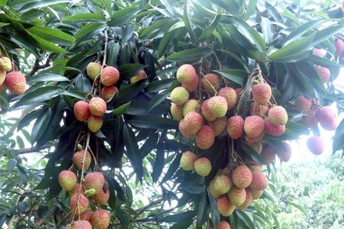 Hưng Yên: Vải lai chín sớm Phù Cừ được giá, nông dân phấn khởi