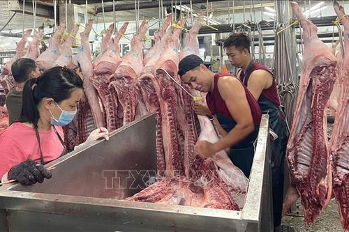 TP Hồ Chí Minh siết chặt kiểm soát giết mổ, đảm bảo an toàn thực phẩm
