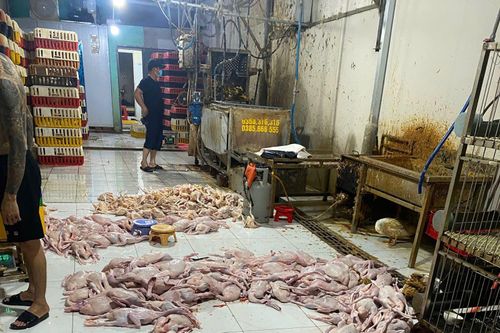 TP Hồ Chí Minh phát hiện 5 điểm giết mổ động vật trái phép tại khu vực chợ