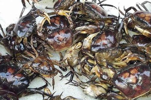 Cua đồng – món ăn dân dã quen thuộc ngày hè tốt cho xương