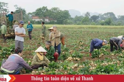 Rộn ràng mùa củ đậu ở xã Cẩm Tú