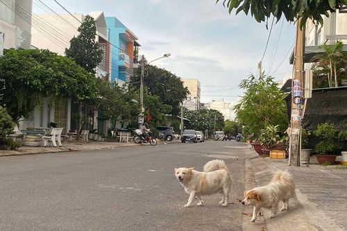 Nỗi lo chó thả rông