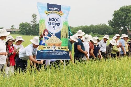 Bắc Ninh hỗ trợ giá thóc giống vụ mùa