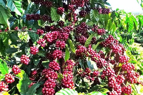 Giá cà phê giảm nhẹ, lùi về mốc 87.000 đồng/kg