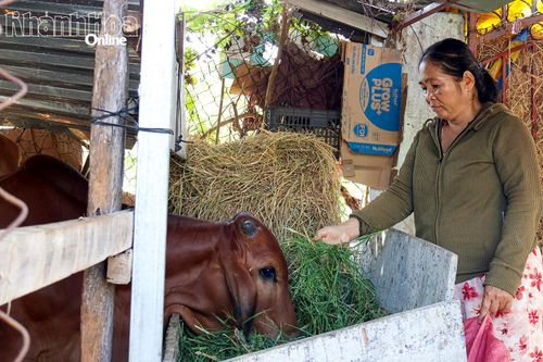 Xã Ninh Phước: Đa dạng hóa sinh kế giảm nghèo