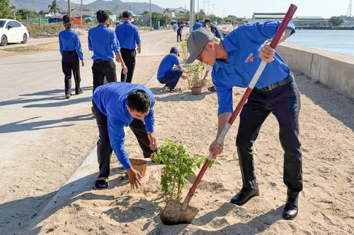 Cụm thi đua số 5 Tỉnh đoàn Khánh Hòa thực hiện công trình thanh niên 'Tuyến đường hoa giấy'