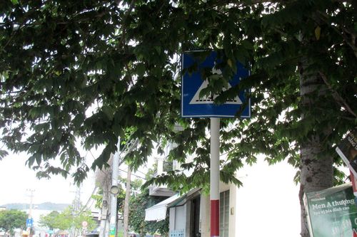 Biển báo giao thông bị cây xanh che phủ