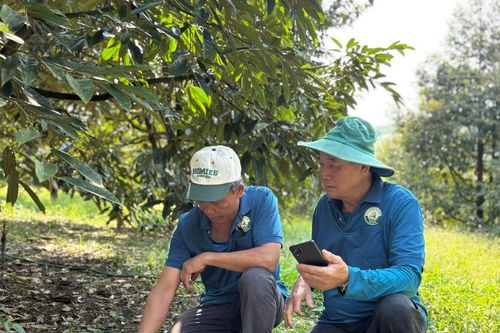 Canh tác sầu riêng bằng công nghệ số