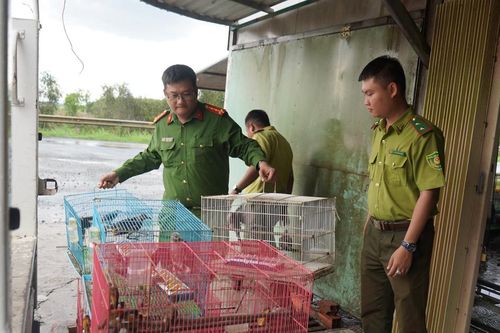 Tây Ninh: Phát hiện cơ sở nuôi nhốt gần 300 cá thể chim không rõ nguồn gốc