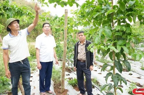 Nhân rộng mô hình kinh tế hiệu quả