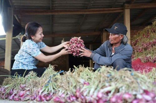 Hành tím Vạn Tường trúng mùa, trúng giá, nông dân thu lãi lớn