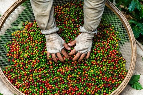 Doanh nghiệp xuất khẩu thực phẩm sang Trung Quốc cần cập nhật hệ thống CIFER