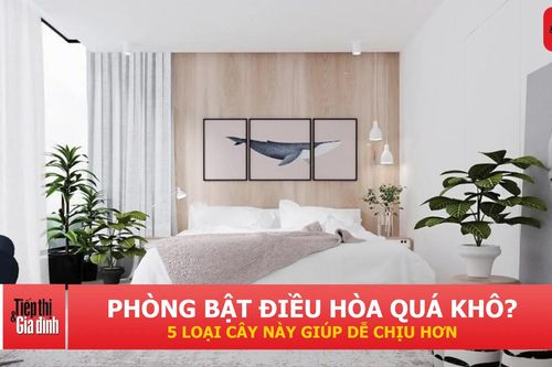 5 loại cây nên đặt trong phòng ngủ bật điều hòa suốt đêm