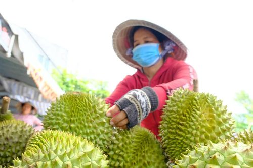 Mua sầu riêng cứ dùng mẹo này là 'trúng mánh', không lo sượng, không sợ múi lép