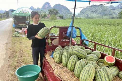 Dưa hấu xen canh - Hướng đi nâng cao thu nhập nhưng còn đó những nỗi lo