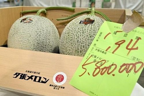 Dưa lưới Yubari Hokkaido gây chú ý với mức giá hơn 36.000 USD