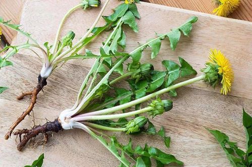 Uống nước lá bồ công anh có tác dụng gì?