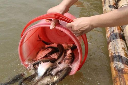 Những khung giờ đẹp nhất để đi phóng sinh ai cũng nên biết