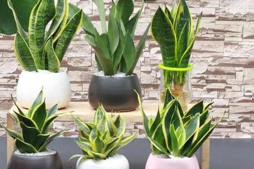 Có nên đặt cây lưỡi hổ tùy tiện? Coi chừng phạm kỵ khiến gia chủ hao tài