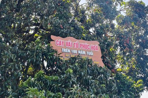 Chiêm ngưỡng cây vải tổ hơn 100 năm tuổi tại Bắc Ninh