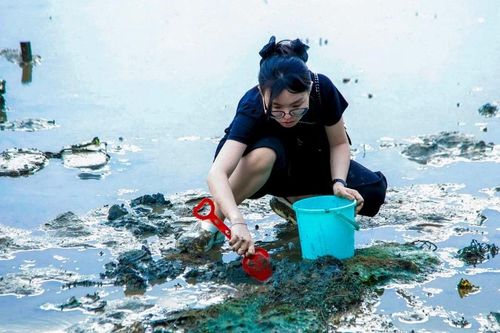 Bạn trẻ Đà Nẵng đổ ra vịnh lội bùn 'săn' ốc móng tay