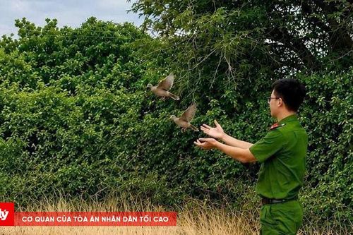 Phát hiện lưới 'tàng hình' bẫy, bắt chim hoang dã